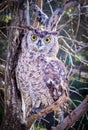 Spotted eagle-owl Bubo africanus perching in a tree during the day, Cape Town Royalty Free Stock Photo