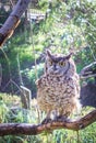 Spotted eagle-owl Bubo africanus perching in a tree during the day, Cape Town Royalty Free Stock Photo