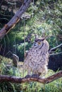 Spotted eagle-owl Bubo africanus perching in a tree during the day, Cape Town Royalty Free Stock Photo
