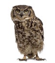 Spotted eagle-owl - Bubo africanus 4 years old in front of a w Royalty Free Stock Photo