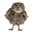 Spotted eagle-owl - Bubo africanus Royalty Free Stock Photo