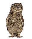 Spotted eagle-owl - Bubo africanus Royalty Free Stock Photo