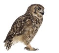 Spotted eagle-owl - Bubo africanus Royalty Free Stock Photo