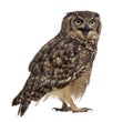 Spotted eagle-owl - Bubo africanus Royalty Free Stock Photo