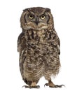 Spotted eagle-owl - Bubo africanus