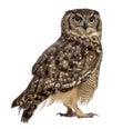 Spotted eagle-owl - Bubo africanus Royalty Free Stock Photo