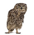 Spotted eagle-owl - Bubo africanus Royalty Free Stock Photo