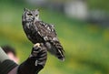 Spotted Eagle owl .falconry Royalty Free Stock Photo