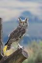 Spotted Eagle Owl