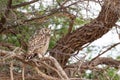 Spotted Eagle Owl out hunting in the blustering wind of the Kalahari desert Royalty Free Stock Photo