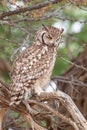 Spotted Eagle Owl out hunting in the blustering wind of the Kalahari desert Royalty Free Stock Photo