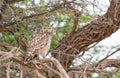 Spotted Eagle Owl out hunting in the blustering wind of the Kalahari Royalty Free Stock Photo