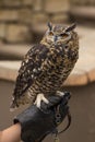 Spotted Eagle Owl Perched on a Hand Royalty Free Stock Photo