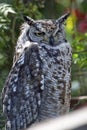 Spotted eagle owl resting on a tree branch Royalty Free Stock Photo