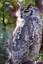 Spotted eagle owl resting on a tree branch Royalty Free Stock Photo