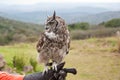 Spotted eagle-owl