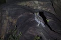 Spotted Eagle-Owl sitting on rocks in spotlight at night