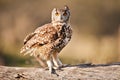 Spotted Eagle Owl South Africa