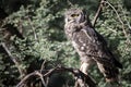 Spotted Eagle Owl on a Stick Royalty Free Stock Photo