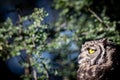 Spotted Eagle Owl on a Stick Royalty Free Stock Photo