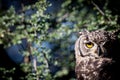 Spotted Eagle Owl on a Stick Royalty Free Stock Photo