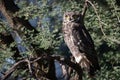 Spotted Eagle Owl on a Stick Royalty Free Stock Photo