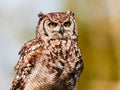 Spotted eagle-owl in a tree Royalty Free Stock Photo