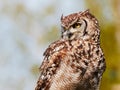Spotted eagle-owl in a tree Royalty Free Stock Photo