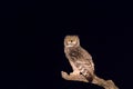 Spotted eagle owl watching you in the dark Royalty Free Stock Photo