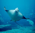 Spotted Eagle-ray Royalty Free Stock Photo