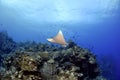 Spotted Eagle Ray Royalty Free Stock Photo