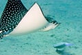 Spotted eagle ray Royalty Free Stock Photo