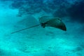 Spotted eagle ray Royalty Free Stock Photo