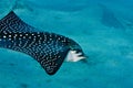 Spotted eagle ray Royalty Free Stock Photo