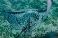 Spotted eagle ray Royalty Free Stock Photo