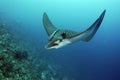 Spotted Eagle Ray Royalty Free Stock Photo