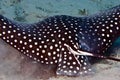 Spotted eagle ray (aetbatis narinari) Royalty Free Stock Photo