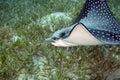 Spotted eagle ray (aetbatis narinari) Royalty Free Stock Photo