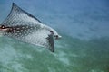 Spotted eagle ray (aetbatis narinari) Royalty Free Stock Photo