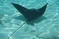 Spotted eagle ray Aetobatus narinari Royalty Free Stock Photo