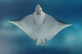 Spotted Eagle Ray Royalty Free Stock Photo