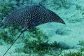 Spotted Eagle Ray (Aetobatus narinari) Royalty Free Stock Photo