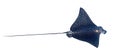 Spotted Eagle Ray Aetobatus narinari Isolated On A White Background. Close Up Of Dangerous Underwater Leopard Stingray Soaring