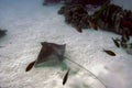 Spotted Eagle Ray Aetobatus Narinari Over White Sand Bottom Bonaire Marine Park Royalty Free Stock Photo