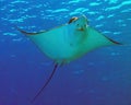 A Spotted Eagle Ray Aetobatus narinari in the Red Sea Royalty Free Stock Photo