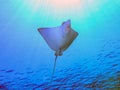 Spotted Eagle Ray Aetobatus narinari Royalty Free Stock Photo