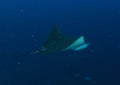 Spotted eagle ray Royalty Free Stock Photo