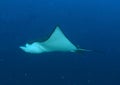 Spotted eagle ray Royalty Free Stock Photo