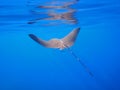 Spotted eagle ray (Aetobatus narinari) Royalty Free Stock Photo