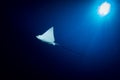 Spotted Eagle Ray - Aetobatus ocellatus - swimming below the sun. Royalty Free Stock Photo